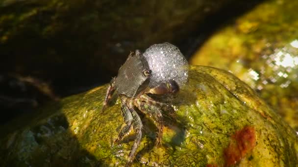 Crabe commun marbré (Pachygrapsus marmoratus) sur terre. — Video