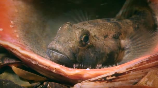 Размножение черного козла (Gobius niger)). — стоковое видео