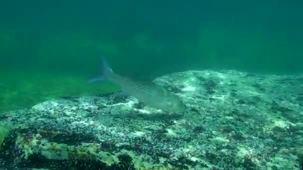 Alimento de salmonete gris dorado (Liza aurata), plano medio . — Vídeo de stock