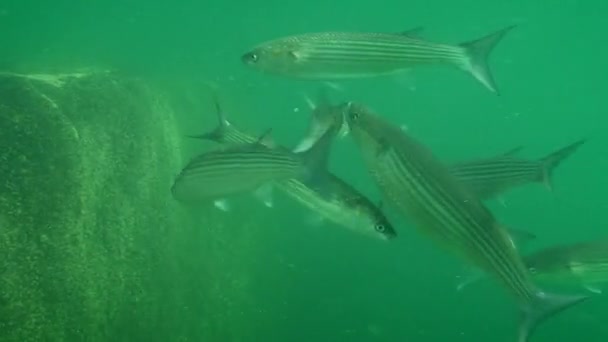 Desove de salmonete gris dorado (Liza aurata). — Vídeos de Stock