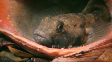 Kara Goby 'nin üretimi (Gobius niger).