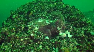 Grey wrasse 'nin üretimi (Symphodus cinereus).