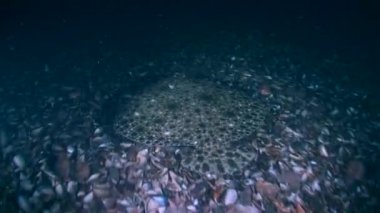 Turbot (Scophthalmus maximus): Yavaşça altta yüzer.