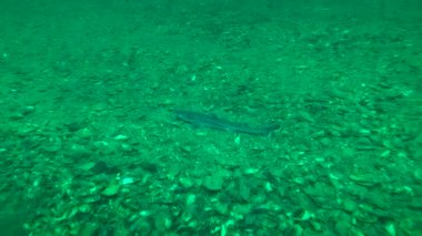 Köpekbalığı Dikenli Köpek Balığı (Squalus acanthias).