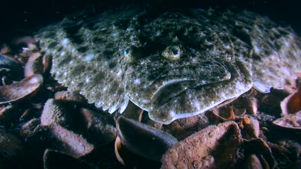 Turbot (Scophthalmus maximus) altta yatar, portre. — Stok video