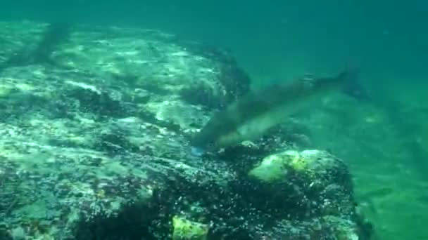 Comida Salmonete gris dorado (Liza aurata), plano mediano. — Vídeo de stock