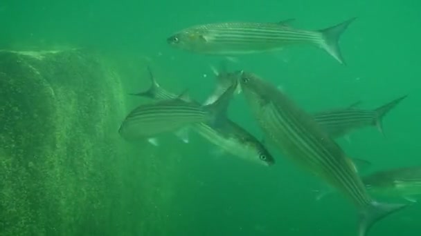 Gyllene grå mulle (Liza aurata)). — Stockvideo