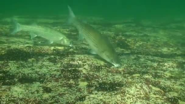 Nahrung Goldgraubarbe (Liza aurata), mittelgroß. — Stockvideo