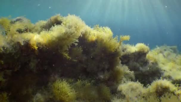 Hermoso paisaje submarino: piedras, algas vibrantes, rayos del sol inclinados. — Vídeos de Stock