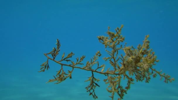 El arbusto desgarrado de algas marrones gira sobre el fondo de una columna de agua azul . — Vídeos de Stock