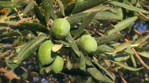 Vítr jemně třese větví s olivami. — Stock video