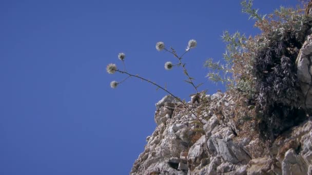 Mediterrane zeegezicht, alleen droogte-resistente planten groeien in de scheuren van de kust vulkanische rotsen. — Stockvideo