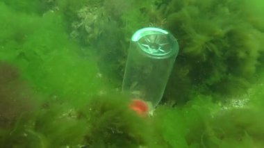 Denizin plastik kirliliği: bir PVC şişesi deniz tabanındaki dalgalarda sallanıyor.