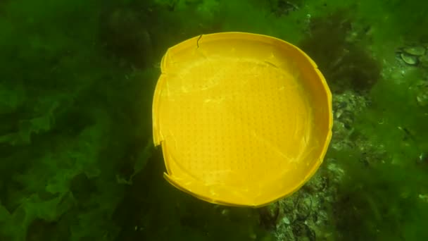 Contaminación plástica: una placa desechable de plástico se hunde lentamente en el fondo del mar. — Vídeo de stock