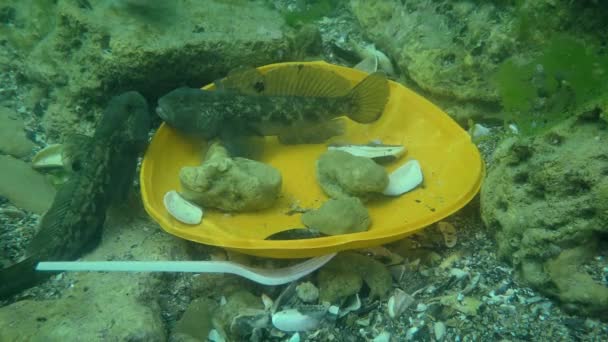 Plastförorening av havet: Goby fisk bland plastavfall på havsbotten. — Stockvideo