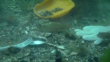 Okyanusun plastik kirliliği: Deniz tabanındaki plastik atıklar arasında goby balığı.