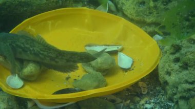 Göletin plastik kirliliği: Deniz tabanındaki plastik atıklar arasında goby balığı.