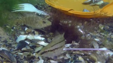 Denizin plastik kirliliği: deniz tabanındaki plastik çöplerin arasındaki balık balığı.