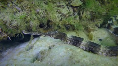 Deniz tabanında kalın burunlu boru balığı (Syngnathus variegatus), yakın plan.