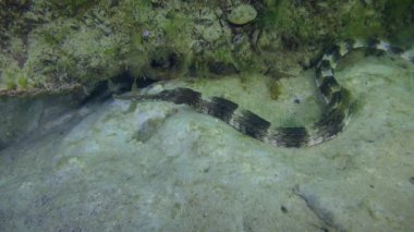 Deniz tabanındaki kalın burunlu boru balığı (Syngnathus variegatus).