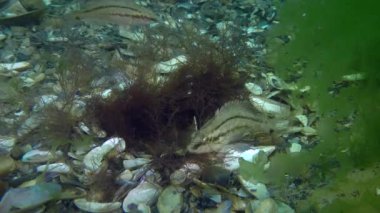 Spawning Gray wrasse (Symphodus cinereus).