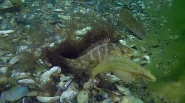 Spawning Gray wrasse (Symphodus cinereus).