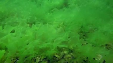 Deniz tabanında engin marul (Ulva lactuca) çalılıkları.