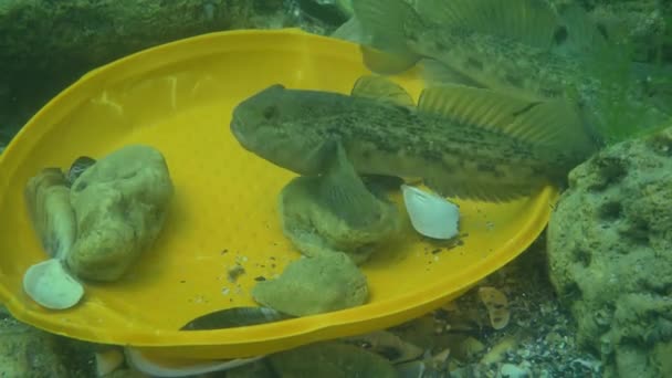 Inquinamento della plastica: il pesce di Goby tra i rifiuti di plastica sul fondo marino. — Video Stock