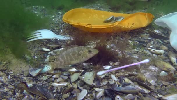 Denizin plastik kirliliği: deniz tabanındaki plastik çöplerin arasındaki balık balığı. — Stok video