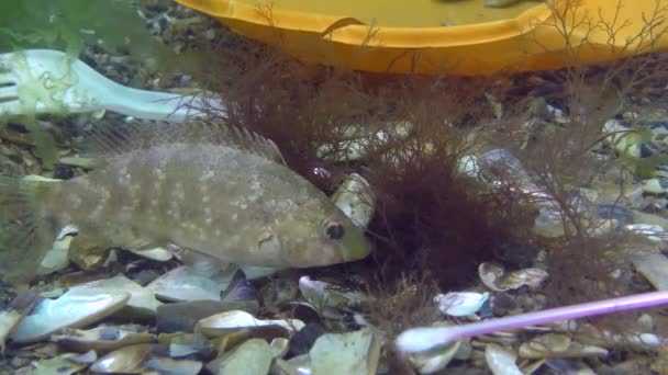 Plast förorening av havet: wrasse fisk bland plast skräp på havsbotten. — Stockvideo