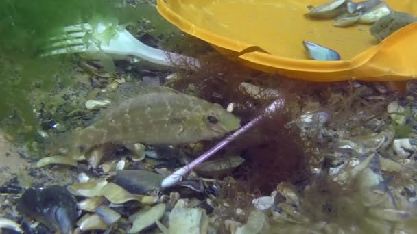 Plast förorening av havet: wrasse fisk bland plast skräp på havsbotten. — Stockvideo