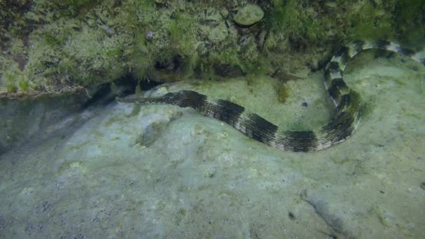 Pipa de hocico grueso (Syngnathus variegatus) en el fondo marino . — Vídeos de Stock