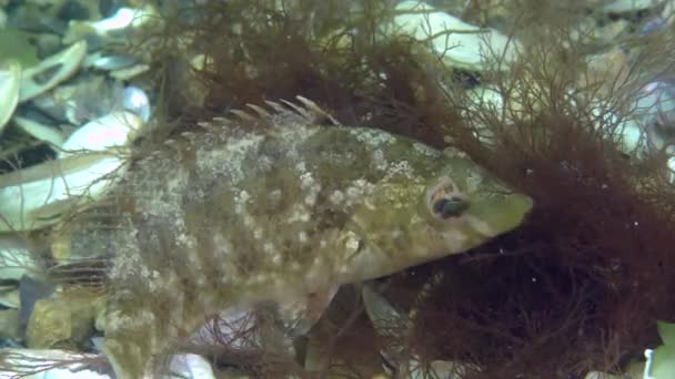 Avelsgråstarr (Symphodus cinereus), närbild. — Stockvideo