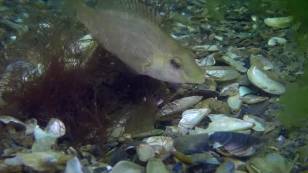 Paaiende grijze wrasse (Symphodus cinereus)). — Stockvideo