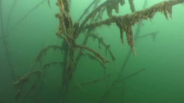 Contaminación plástica: una bolsa de plástico en una rama de un árbol inundado. — Vídeos de Stock