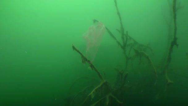 Plastförorening: en plastpåse på en gren av ett översvämmat träd. — Stockvideo