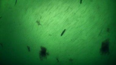 Balık ağındaki balık: İçindeki balıkların hareketi balık ağından görülebilir.