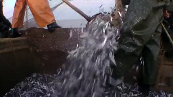 Vissers scheppen vis uit het net in hun boot.. — Stockvideo