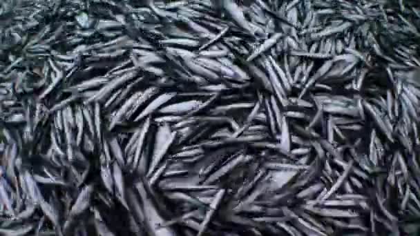 Peces marinos capturados (anchoa y espadín) revolotean en la cubierta . — Vídeos de Stock