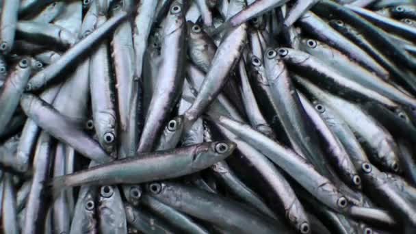 Peces marinos capturados (anchoa y espadín) tiemblan en la cubierta de un buque . — Vídeos de Stock