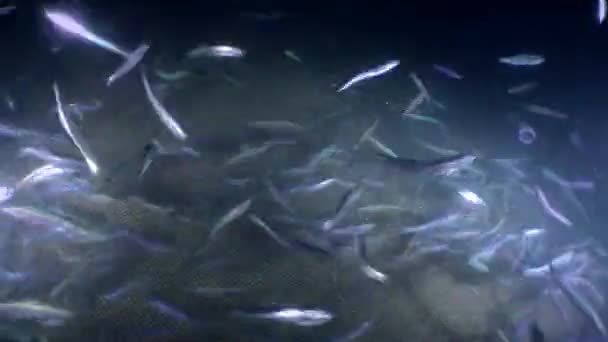 En flock havsfisk ansjovis inuti ett fiskenät. — Stockvideo