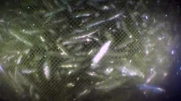 Ryby w sieci rybackiej: sardele ryb morskich wewnątrz włoka rybackiego, zbliżenie. — Wideo stockowe