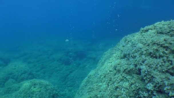 Buceo: cámara se mueve a lo largo de una pendiente rocosa de la que brotan goteos de burbujas de aire . — Vídeo de stock