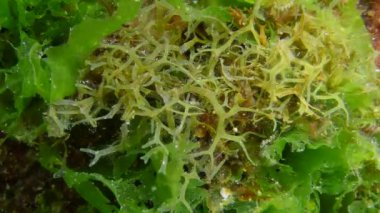 Y Dalı Algleri (Dictyota ikilemi).