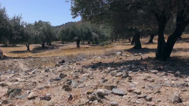 Olivlundar en varm sommardag. Europa, Grekland. — Stockvideo