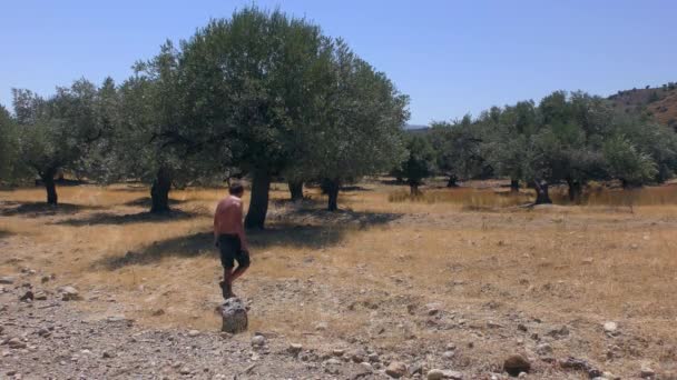 Un homme avec une caméra au fond d'une oliveraie. — Video