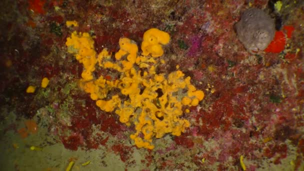 La fotocamera si muove lungo la parete della grotta sottomarina mostrando spugne colorate e luminose. — Video Stock