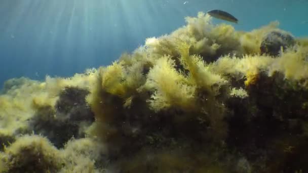 갈색 해조류와 태양 광선을 이동하는 해저 풍경. — 비디오