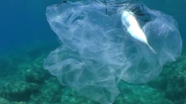 Plastic pollution: a plastic bag in which Pufferfish got entangled and died. — Stock Video