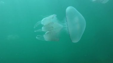 Fıçı denizanası (Rhizostoma pulmo) su sütunun arka planında yüzer.